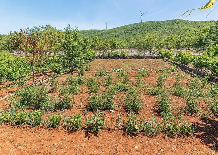 09 Mravnica (Sibenik)